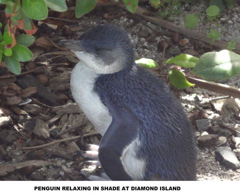 Diamond Island Resort - C Tourism 2