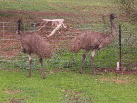 Cape Jervis Station - C Tourism 1