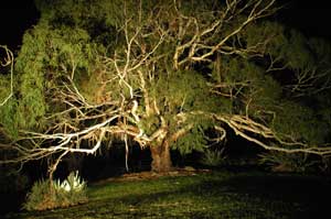 Adelaide Hills Country Cottages - The Nest - C Tourism 4