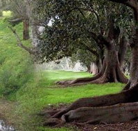 Rivergum Cottage - C Tourism