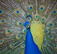 Willunga Peacock Farm Bed and Breakfast - C Tourism