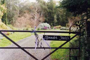 Adelaide Hills Country Cottages - Lavender Fields - C Tourism 3