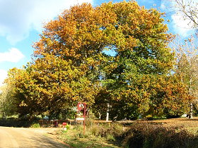 Golconda TAS C Tourism