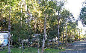 Lismore Palms Caravan Park - C Tourism 1