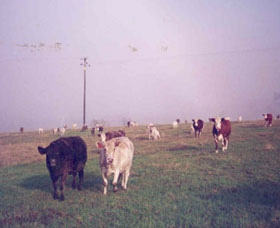 Seelands NSW C Tourism