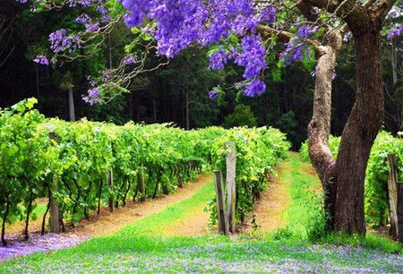 Bago Vineyards - C Tourism 0
