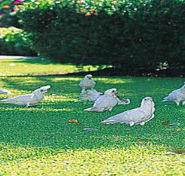 Aurora Kakadu - C Tourism