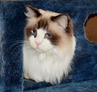 Crufts K9 Lodge amp Cat Hotel - C Tourism