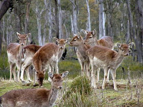 Lake Leake Chalet - C Tourism 0
