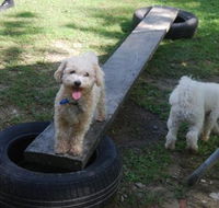 Beenleigh Pet Motel - C Tourism