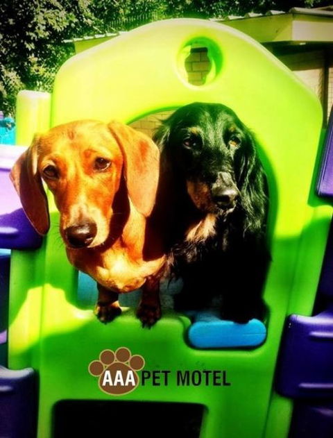 AAA Pet Motel - C Tourism 0