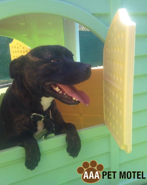 AAA Pet Motel - C Tourism 4