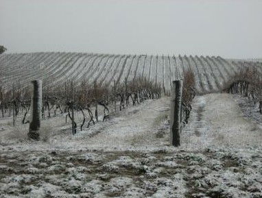 Turners Vineyard - C Tourism 3