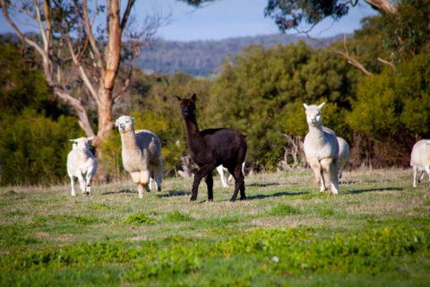Coastal View Cabins - C Tourism 5