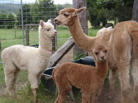 Fernridge Farm Cottage - C Tourism 7