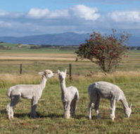 Promhills Cabins - C Tourism