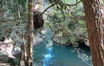 Barrington Wilderness Cedar Lodge Accommodation - C Tourism 8