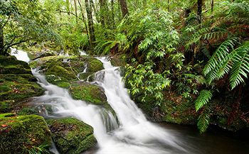 Barrington Wilderness Cedar Lodge Accommodation - C Tourism 10