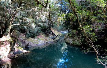 Barrington Wilderness Cedar Lodge Accommodation - C Tourism 11