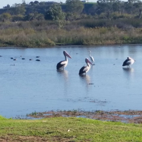 Avoca Dell Caravan Park - C Tourism 9