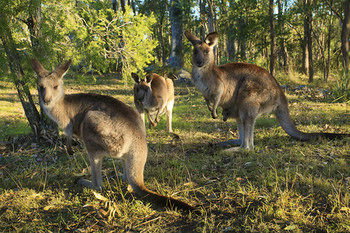 Eagleview Resort - C Tourism 56