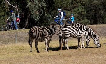 Zoofari Lodge, Taronga Western Plains Zoo - C Tourism 8