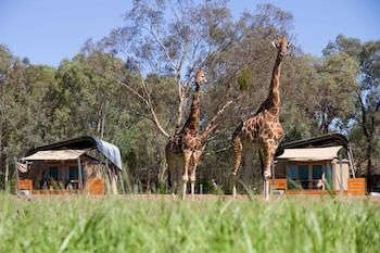 Zoofari Lodge, Taronga Western Plains Zoo - C Tourism 13