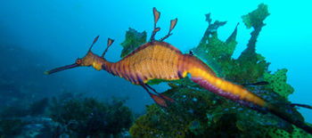 Bella Villas Of Jervis Bay - C Tourism 12