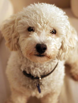 Aaron Cottage - C Tourism 10