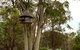 Buffs At Pokolbin - thumb 2