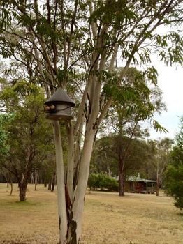 Buffs At Pokolbin - C Tourism 2