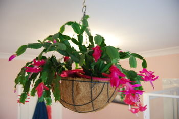 L'Auberge Angara Bed And Breakfast - C Tourism 41