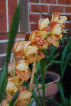 L'Auberge Angara Bed And Breakfast - C Tourism 42