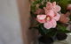 Meurants Manor Bed And Breakfast - thumb 17