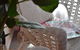 Cutmore Cottages - Bagala Bungalow - thumb 18
