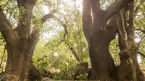 Trawool Cottages & Farmstay - C Tourism 5