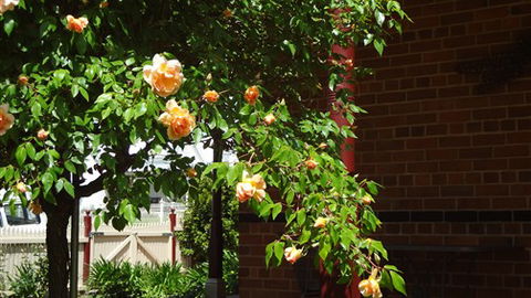 Carlyle House Rutherglen - C Tourism 5