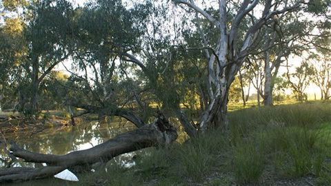 Numurkah Caravan Park - C Tourism 5