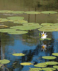 Cabins@theView - C Tourism 1