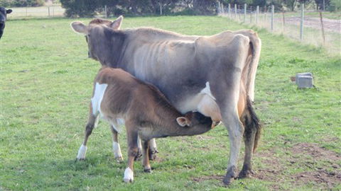 Animal Land - C Tourism 0
