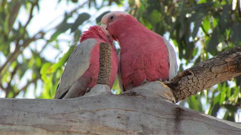 River Gardens Bed And Breakfast Farmstay - C Tourism 6