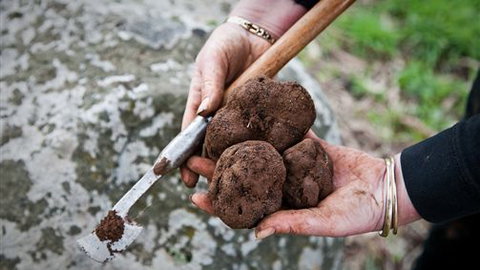 Black Cat Cottage - C Tourism 1