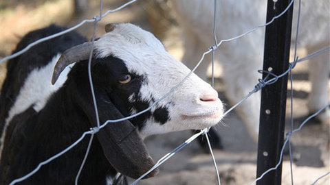 Cloud End Farmstay - C Tourism 3