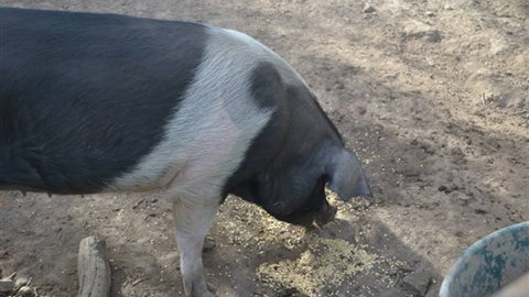 Cloud End Farmstay - C Tourism 4