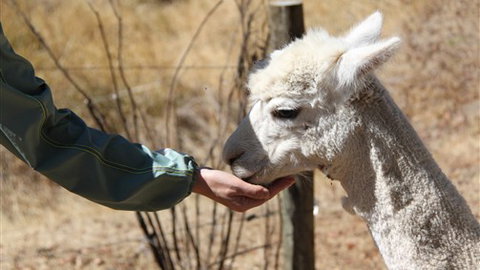 Cloud End Farmstay - C Tourism 6