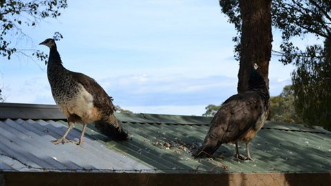 Cloud End Farmstay - C Tourism 5