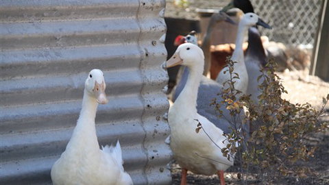 Cloud End Farmstay - C Tourism 8