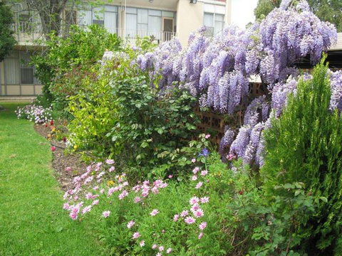 Capri Lodge Apartments - C Tourism 1