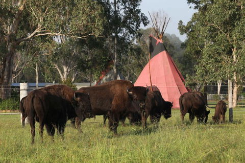 Aranyani Bison Adventure Tourist Park - C Tourism 6