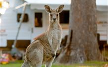 BIG4 Sunshine South West Rocks Holiday Park - South - C Tourism 3